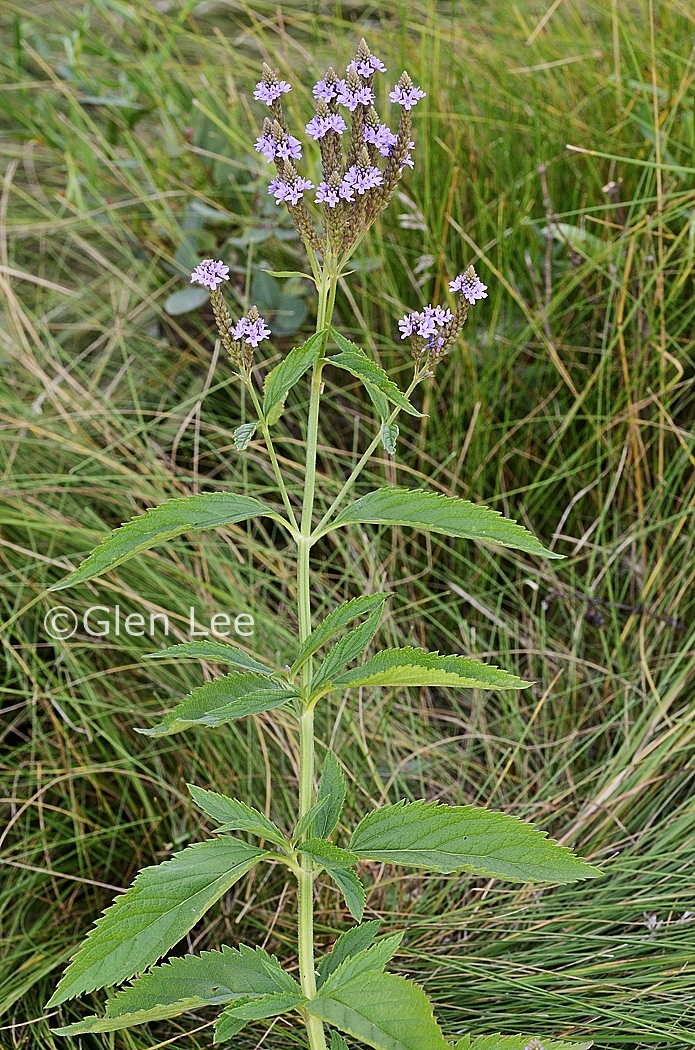 Verbena hastata photos Saskatchewan Wildflowers